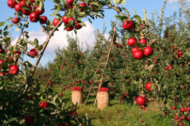 10 Best Fruit Trees for Your Garden