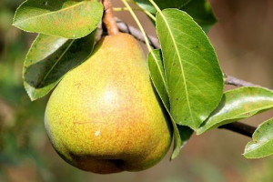 10 Best Fruit Trees to Grow in the UK