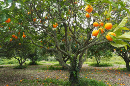 10 Best Fruit Trees To Grow - Tips For Growing Fruit Trees