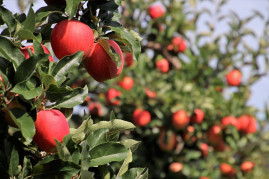 10 Helpful Hints to Start Growing Fruit Trees in Your Garden