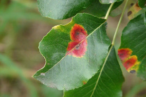 Bacterial Canker Infection on Fruit Trees – Control & Treatment Guide