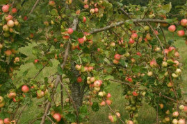Growing Fruit Trees – Twenty Do’s And Don’t’s