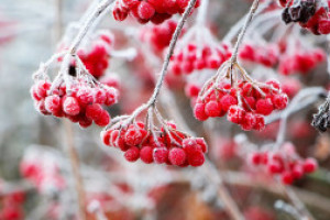 How to Prepare Fruit Trees for Winter and Prevent Winter Damage 