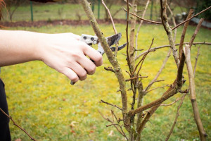 How to Take Cuttings From Fruit Trees