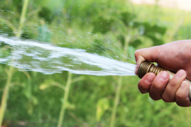 Take Care of Fruit Trees in the Summer