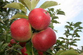 The Easy Beginners Guide To Growing Fruit Trees
