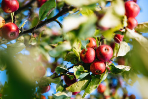 The Lobo Apple Tree