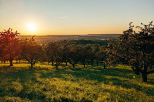 Top Tips for Beginners in the start of your gardening journey with fruit trees.