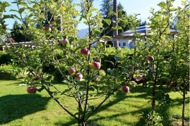 Top Tips For Growing Healthy Fruit Trees