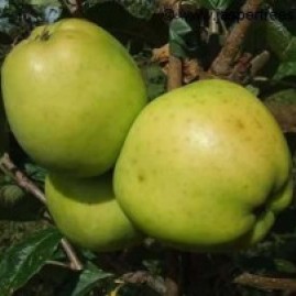 Apple trees - cooking varieties