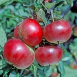 Apple trees - early varieties