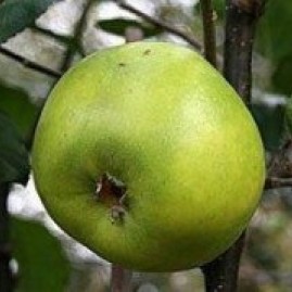 Apples for disease resistance