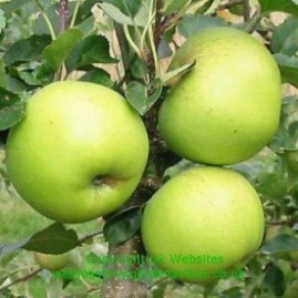 Apples green-yellow fruited