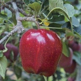 Apple Trees - red fruited