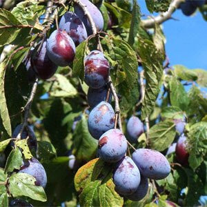 Buy Damson Trees Online | CRJ Fruit Trees Nursery UK