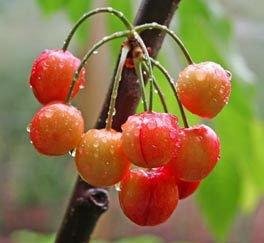 Dwarf & Miniature Cherry Trees