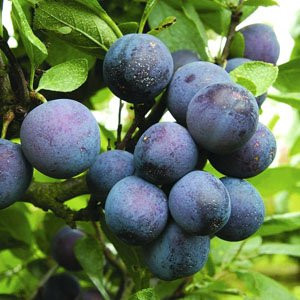 Dwarf Plum Trees