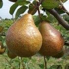 Fan Espalier Pears