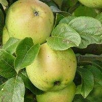 Particularly frost resistant apple varieties