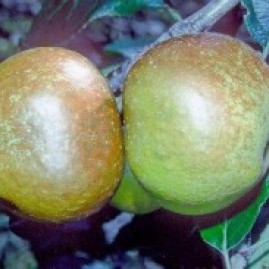 Russet Apple trees