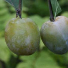 Greengage Trees