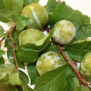 Greengages Trees